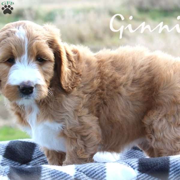 Ginnie, Standard Poodle Mix Puppy